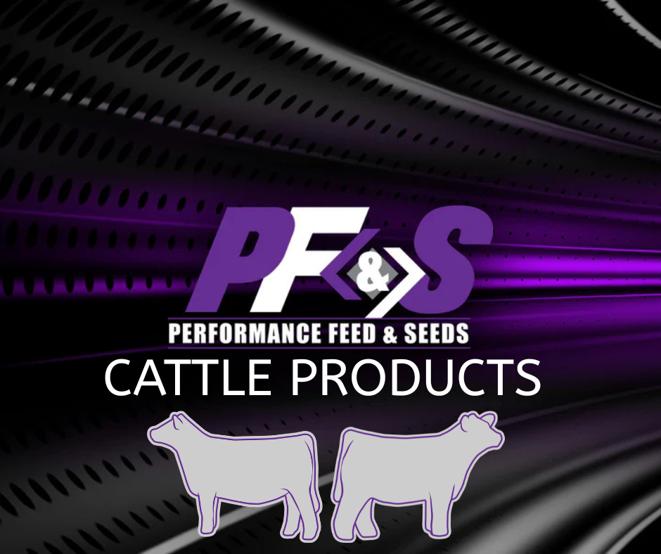 Cattle