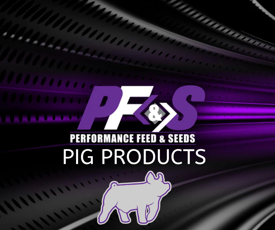 Pigs