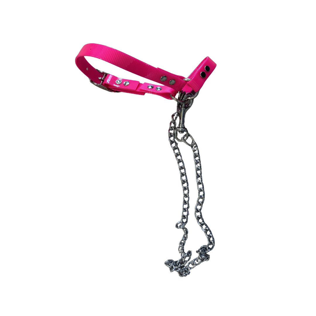 Sheep Halter with Chain Lead