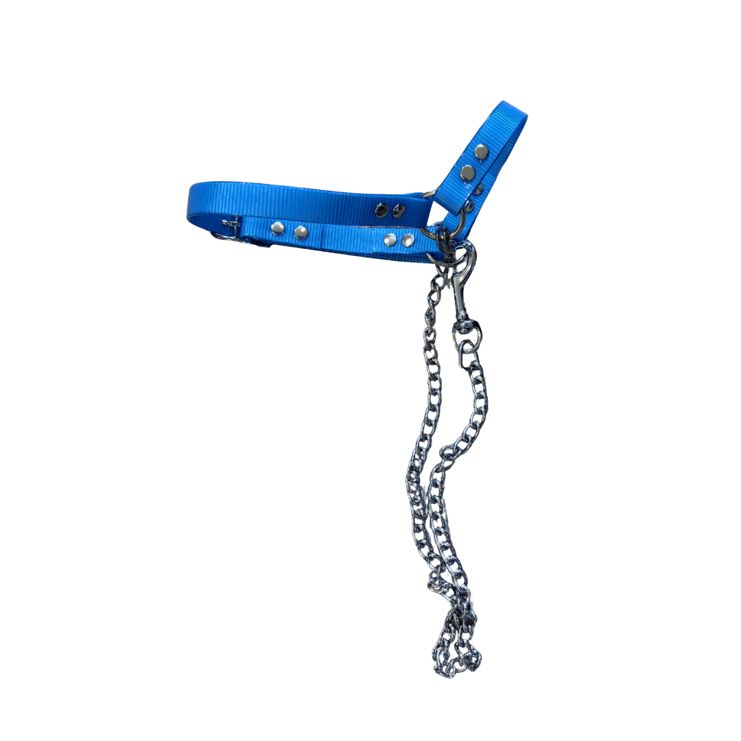 Sheep Halter with Chain Lead
