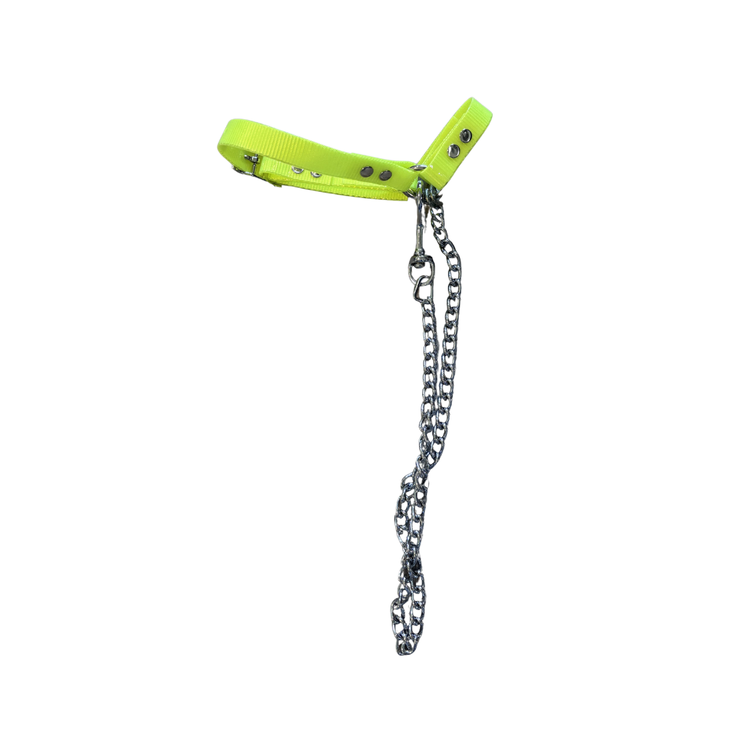 Sheep Halter with Chain Lead
