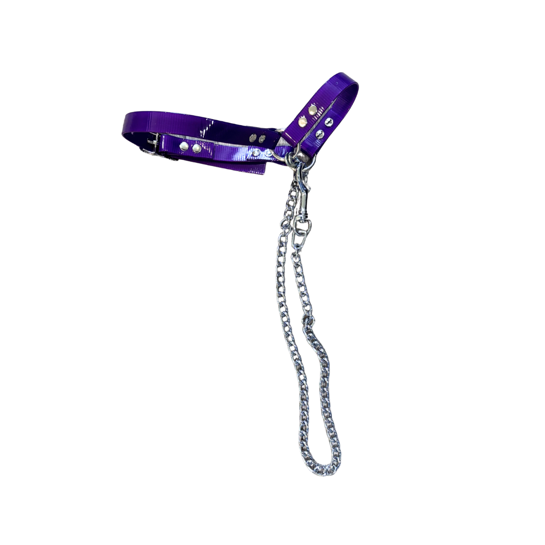 Sheep Halter with Chain Lead