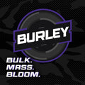 Burley